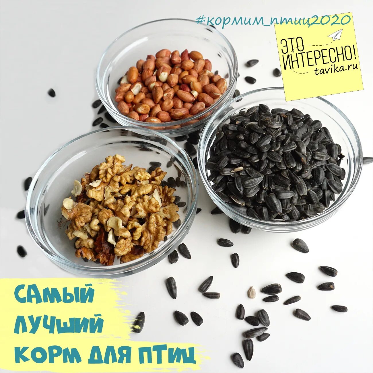 Можно ли кормить птиц жареными семечками. Жареные семечки для птиц. корм для птиц из сала и семечек. коллекция семечек для кормления птиц. семечки для птиц в ведре.