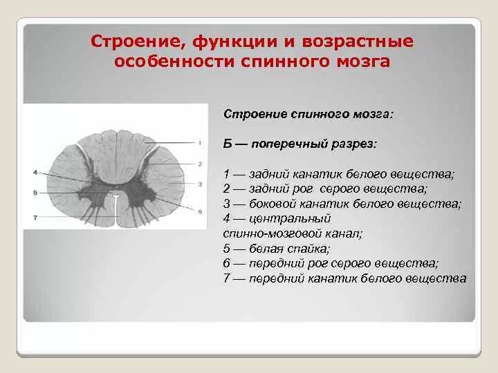 Дайте характеристику спинного мозга. Строение спинного мозга и его функции. Строение функции и возрастные особенности спинного мозга. Характеристика строения спинного мозга. Спинной мозг строение и функции анатомия.