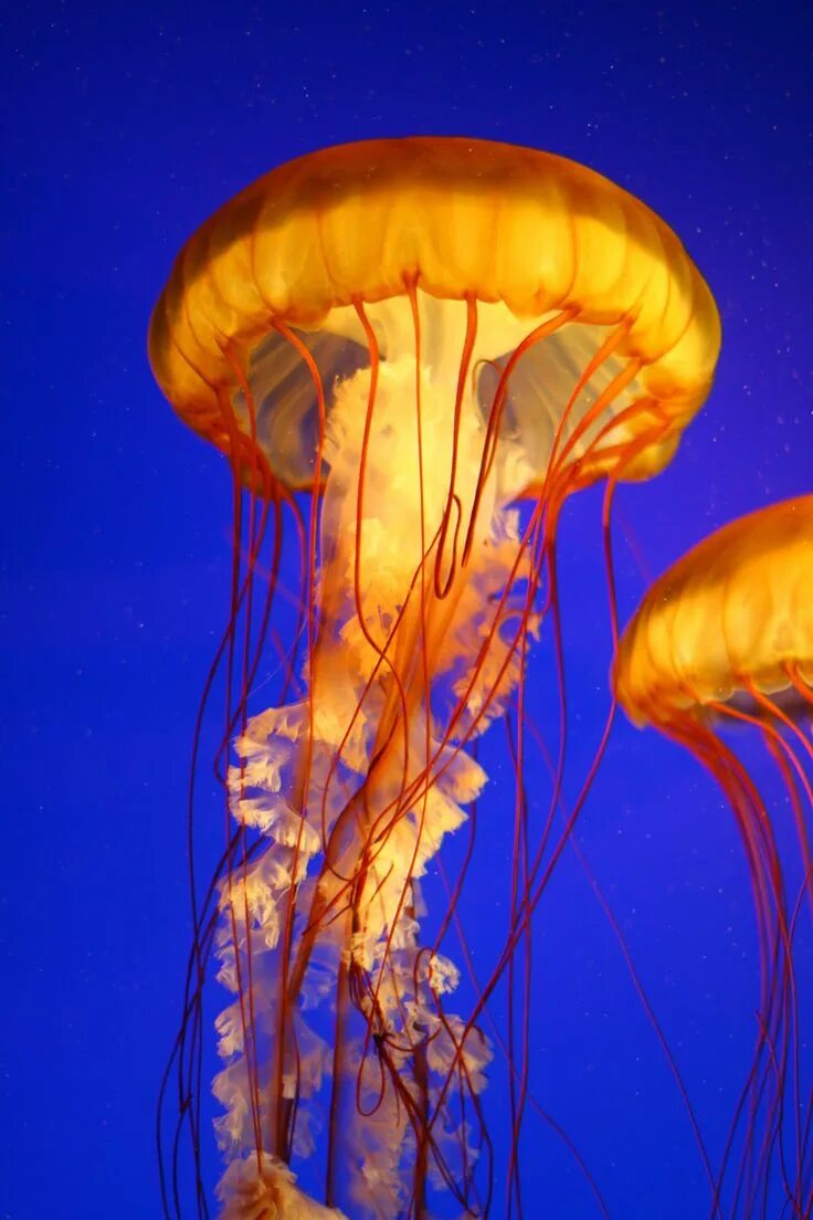 Jellyfish Blue jellyfish, Jellyfish, Marine animals