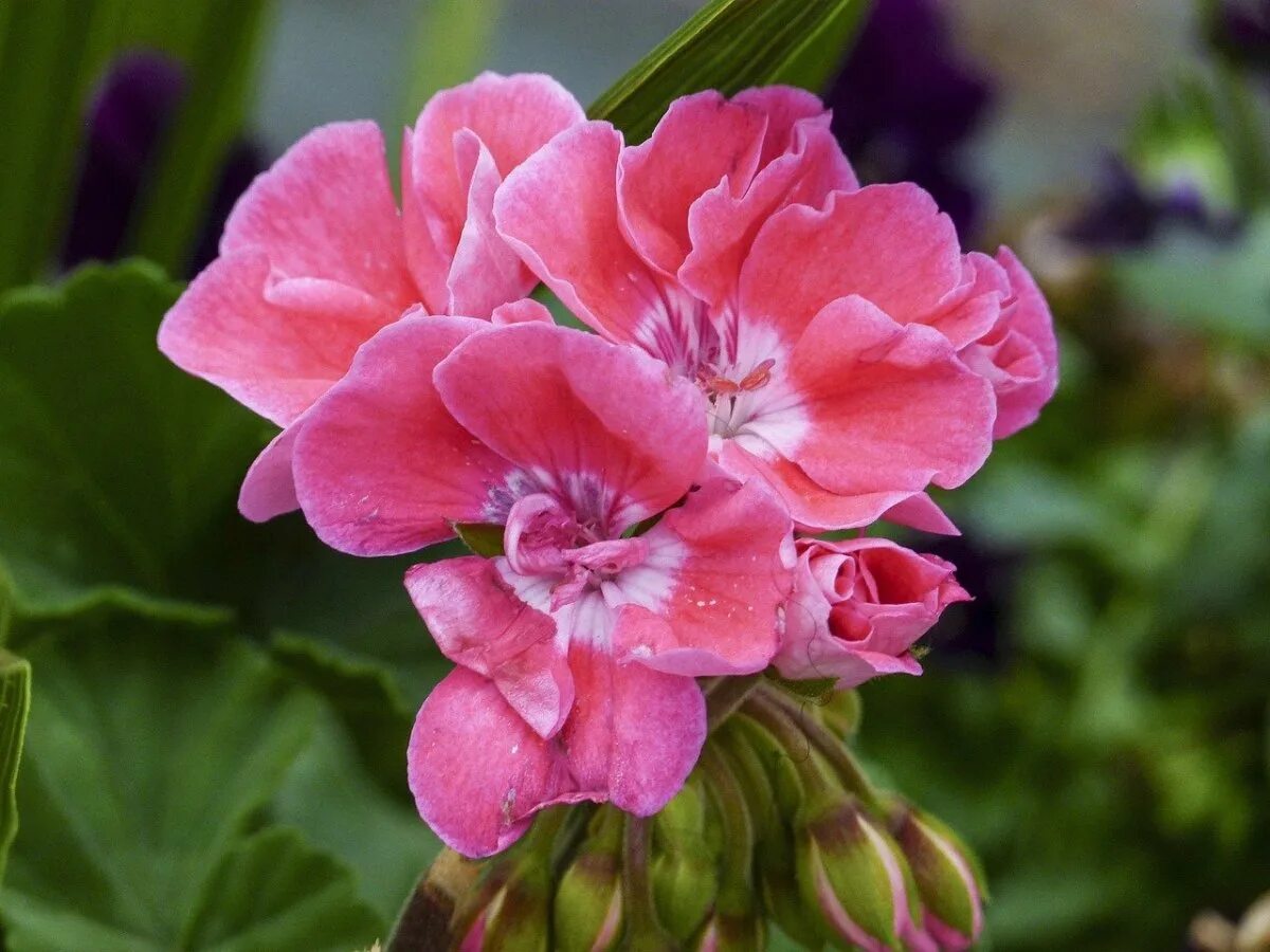 Пеларгония "Кассия". Пеларгония Catalina. Пеларгония герань комнатная. Pink Geranium пеларгония.