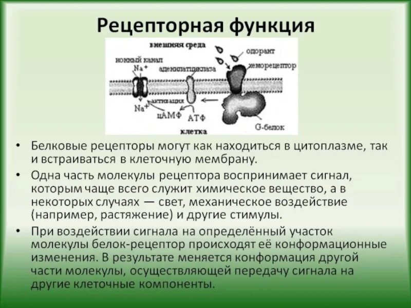 Функции биологических молекул. Рецепторная функция мембраны. Рецепторная функция плазматической мембраны осуществляют. Рецепторная функция плазматической мембраны. Рецепторная функция клеточной мембраны.