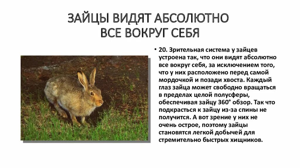 Дикие кролики где живут. Откуда появились зайцы. Как передвигается заяц. Где живут кролики. Зайчата в гнезде.