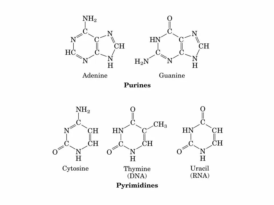 Аденин строение. Аденин Тимин урацил. Гуанин формула. Nucleotide structure.