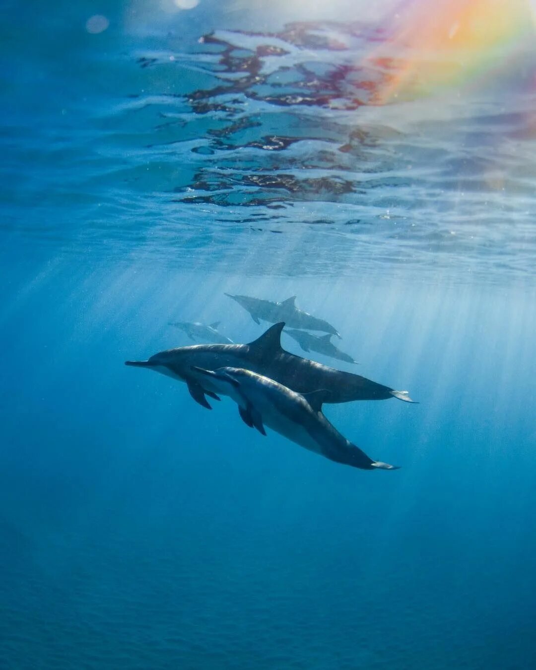 Слушать океан дельфин. Подводные волны. Дельфины под водой. Дельфин под водой. Абстракция вода Дельфин.