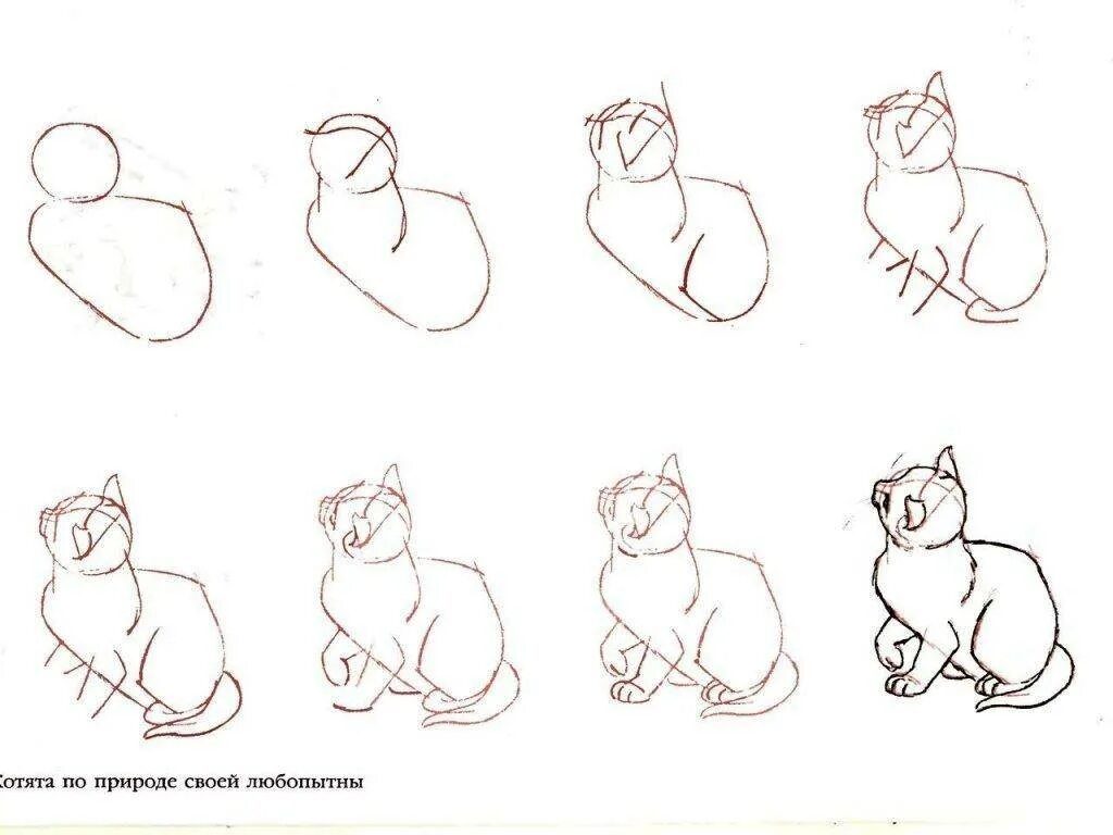 Пошаговые рисунки. Поэтапные рисунки. Поэтапные рисунки карандашом. Поэтапное рисование кошки. Быстро просто кошка