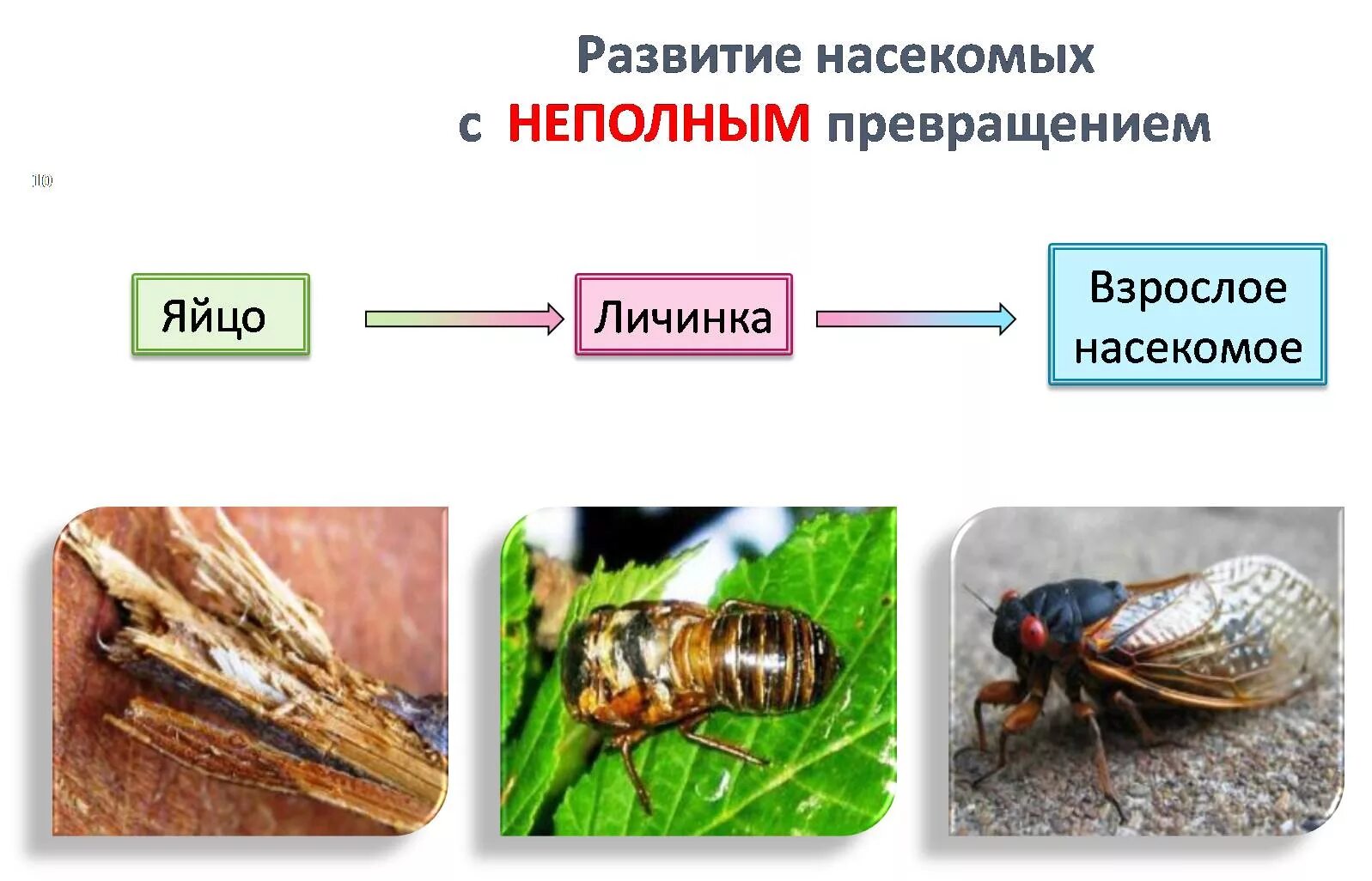 Развитие с неполным метаморфозом у насекомых. Размножение насекомых с полным и неполным превращением. Развитие с неполным превращением личинка. Схема развития насекомых с неполным превращением. Стадии развития с метаморфозом