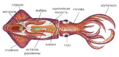 Наружное строение головоногих моллюсков. Головоногие моллюски строение кальмар. Внутренне строение кальмара. Строение головоногих моллюсков кальмара. Каракатица организм