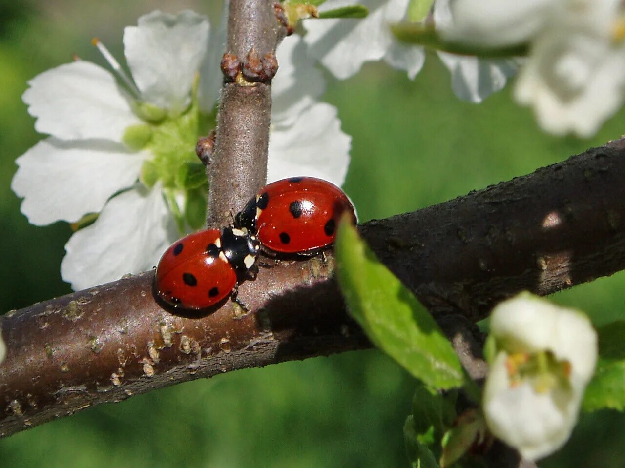 Коровка деревьев. Семиточечная Божья коровка. Coccinella septempunctata (коровка Семиточечная). Божьи коровки Горно Алтайск. Коровка Семиточечная фото.