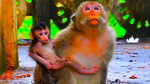 Baby monkey videos