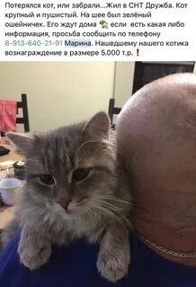 Найденные коты в твери