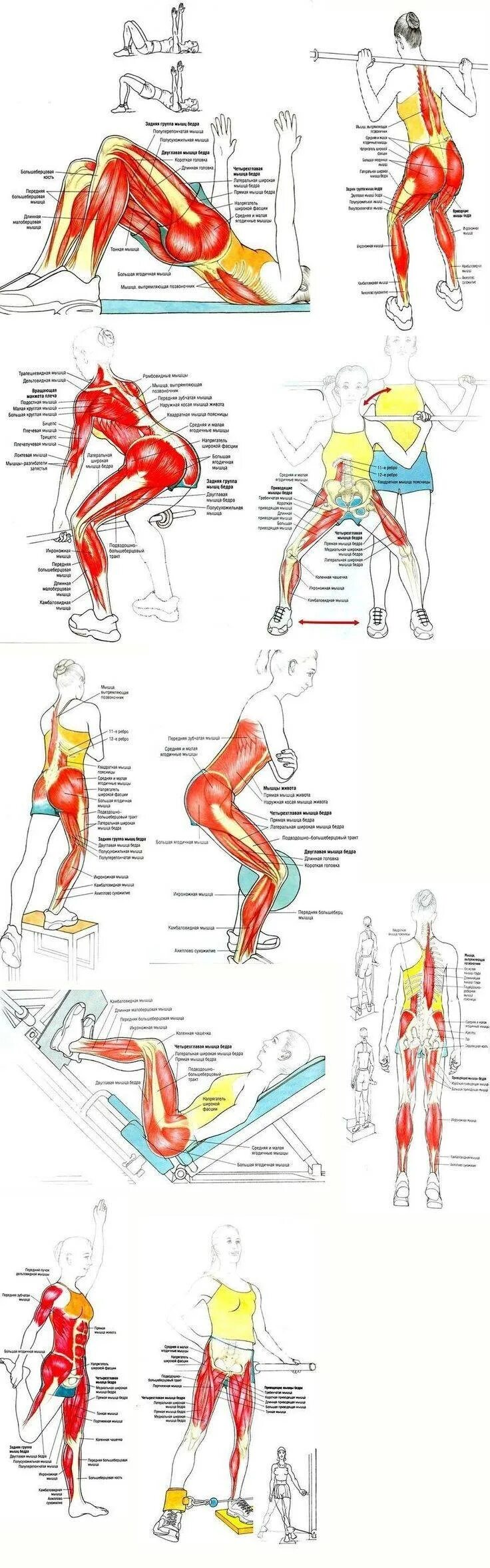 Изолирующие упражнения на ягодицы. Упражнения на ягодицы в тренажерном зале схемы. Упражнения на ягодичные мышцы в тренажерном зале. Упражнения на ноги. Тренировка на ноги и ягодицы.