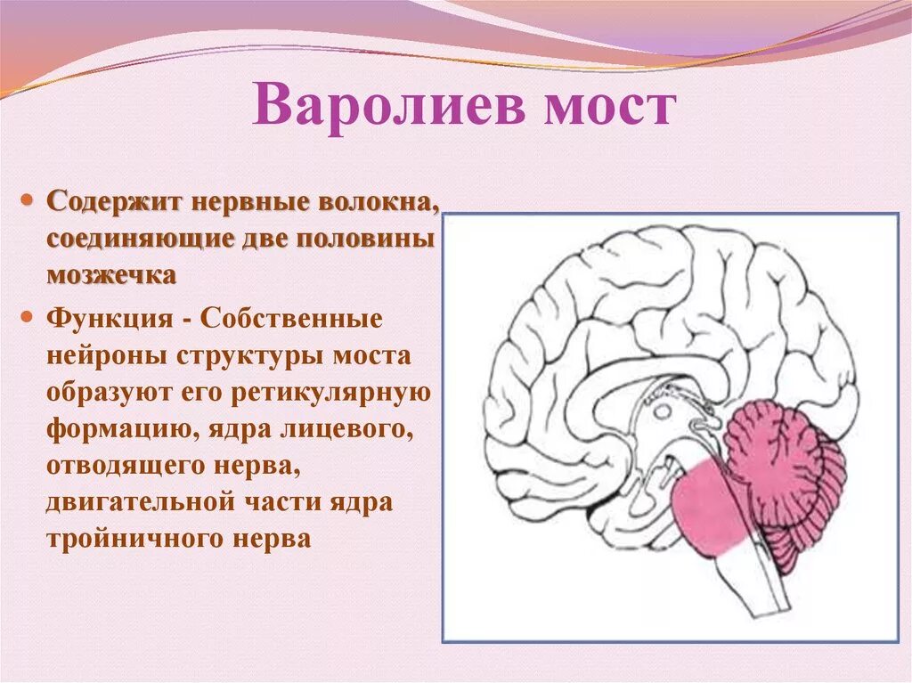 Мост мозга расположение. Строение мозга человека варолиев мост. Головной мозг строение варолиев мозг. Функции варолиева моста. Задний мозг варолиев мозг.