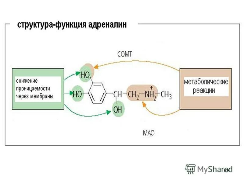 При введении норадреналина подкожно возникает