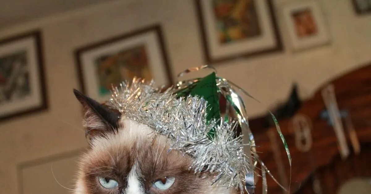 Рожденный год кота. Злой новогодний кот. Недовольный кот. Грустный кот новый год. Недовольный новогодний кот.