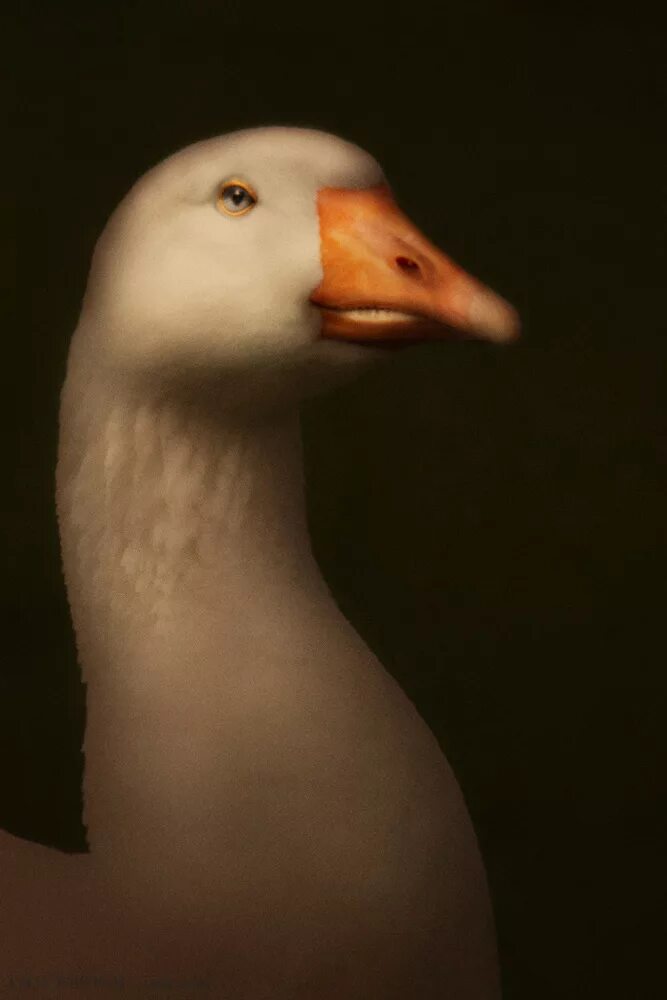 милые гуси. гусь долгожитель. эстетичный гусь. эстетичный гусь. гусь эстетика.