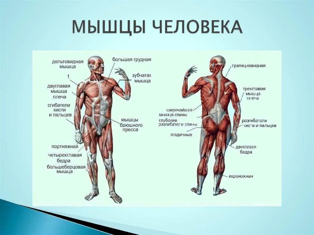 Какие мышцы самые. Мышечная система схема строения. Название мышц человека в бодибилдинге. Строение человека мышцы анатомия. Мышечное строение тела человека схема.