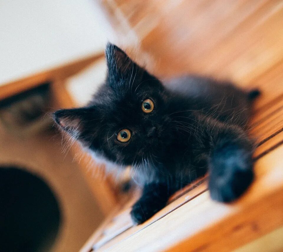 Черный котенок. Маленький черный котенок. Чёрный котёнок малыш. Черный котик малыш. Черные котята в добрые