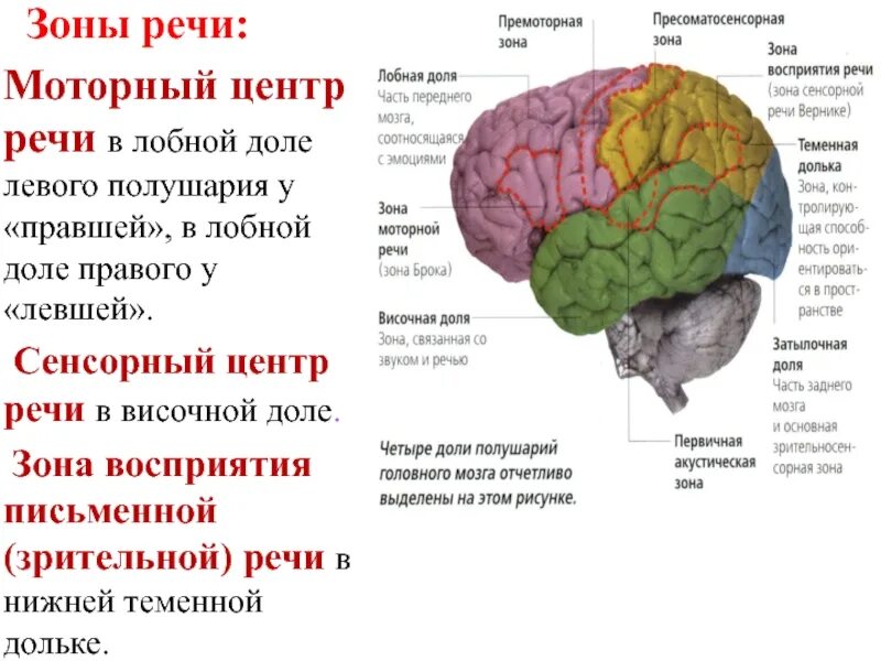 Основном связано. Функции теменной доли головного мозга. Моторный центр речи (центр Брока) расположен. Теменная доля функции. Функция затылочной доли доли головного мозга.