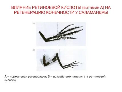 Ускоренная регенерация