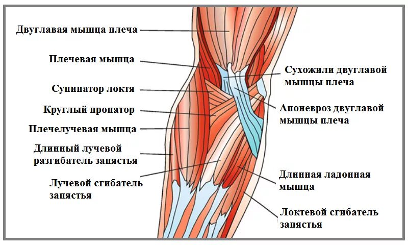 Локтевой сустав мышцы и сухожилия
