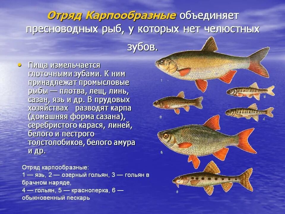 Особенности рыб 2 класс. Отряд Карпообразные рыбы. Отряд карповые представители. Характерные признаки карпообразных рыб. Костные рыбы отряд Карпообразные.