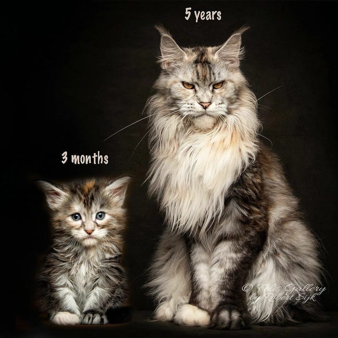 Real-Life Cheshire Cat Cats, Cat character, Cat quotes