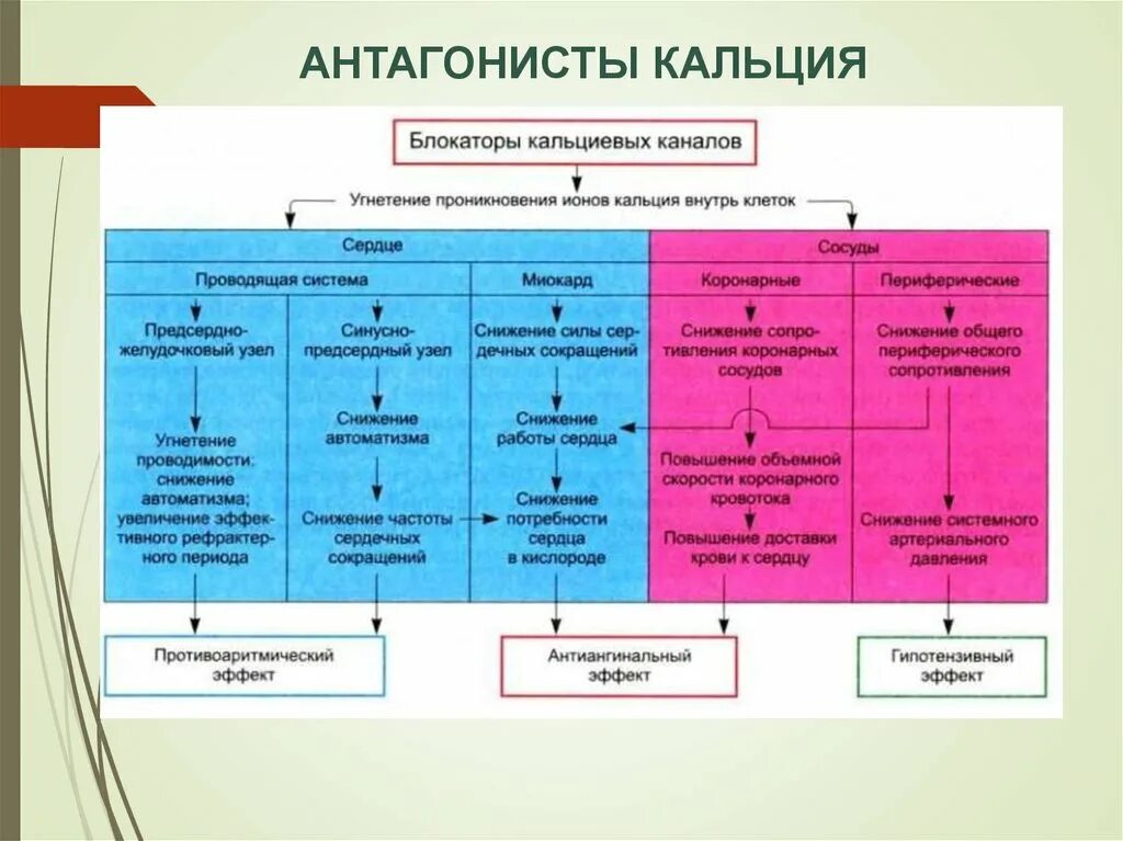 Бета блокаторы блокаторы кальциевых. Механизм антиангинального действия антагонистов кальция. Антиангинальные средства блокаторы кальциевых каналов. Механизм гипотензивного действия антагонистов кальция. Блокаторы кальциевых каналов эффекты.