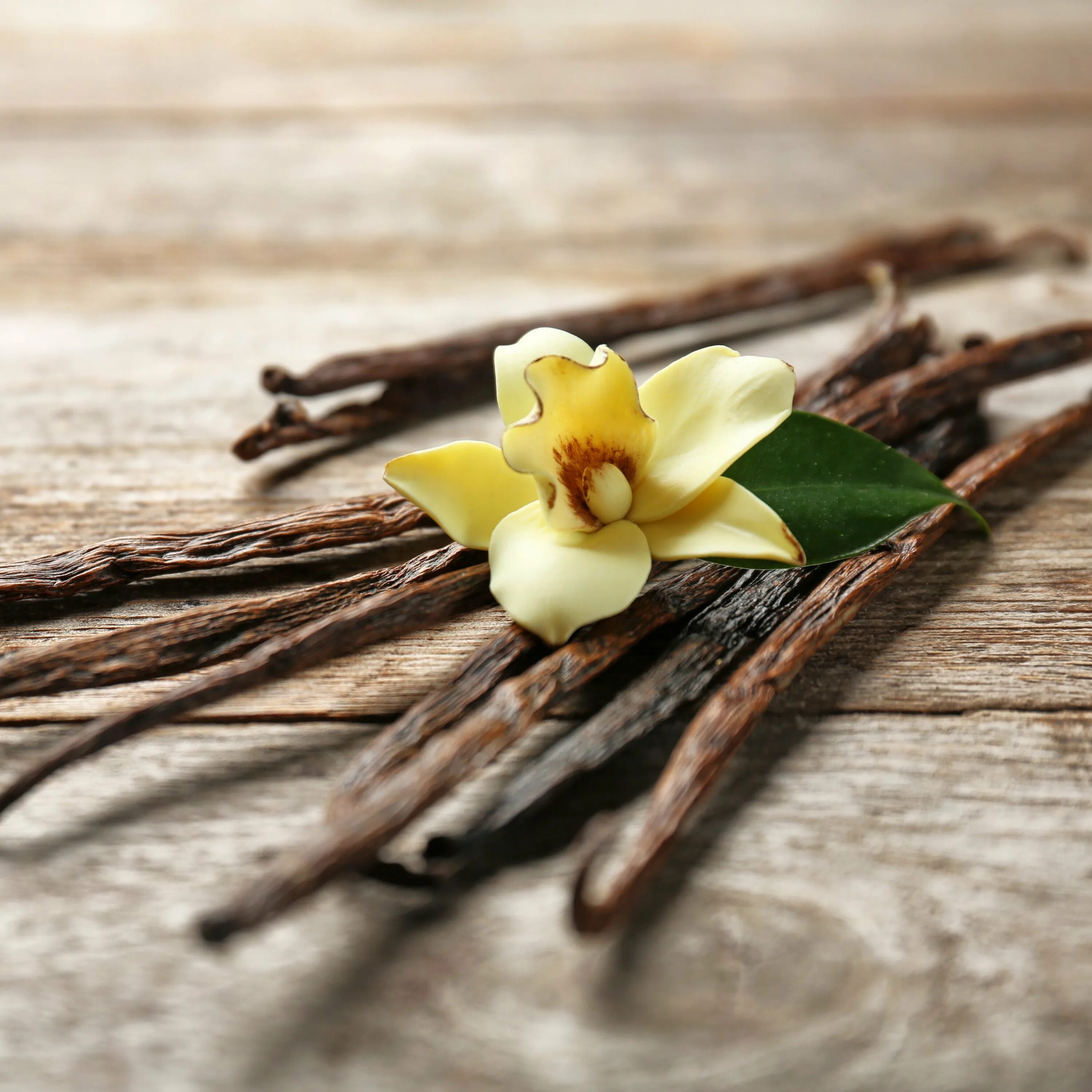 Что значит запах ванили. Бурбонская ваниль цветок. Мадагаскарская Бурбонская ваниль. Ваниль Эстетика Бурбонская. Ваниль стручковая растение.