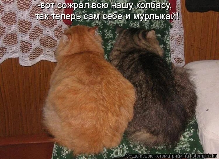 Коты с надписями. Котики с прикольными надписями. Кот смешные надписи. Смешные коты с надписями. Животные чуть чуть