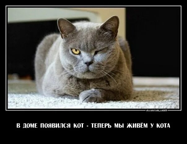 Кот обормот. Кто такой котёнок каспер. Обормот значение. Ахуенный кот. Котята смех.