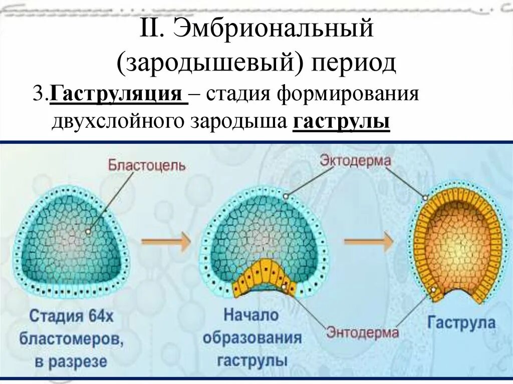 Стадия двухслойного зародыша называется