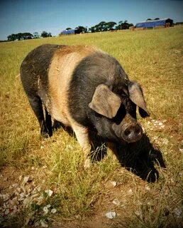 Pig life