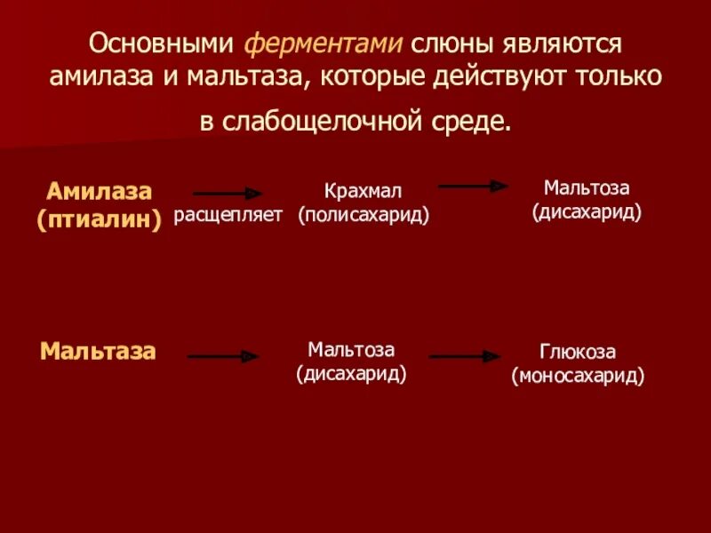 Фермент птиалин расщепляет