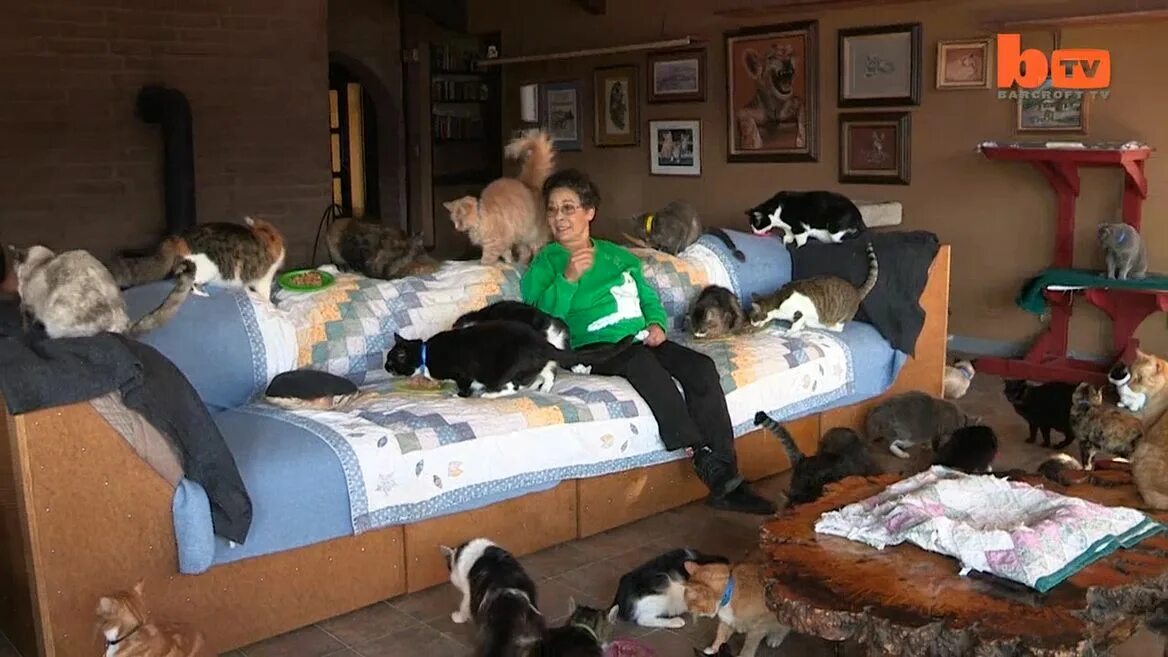 Увидел много нового. Женщина с кучей кошек. Кошатница. Бабушка и много кошек. 1000 Кошек в квартире.