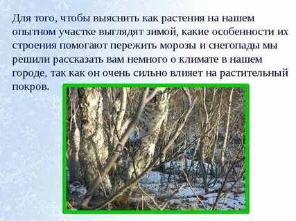 Как растения готовятся к зиме презентация