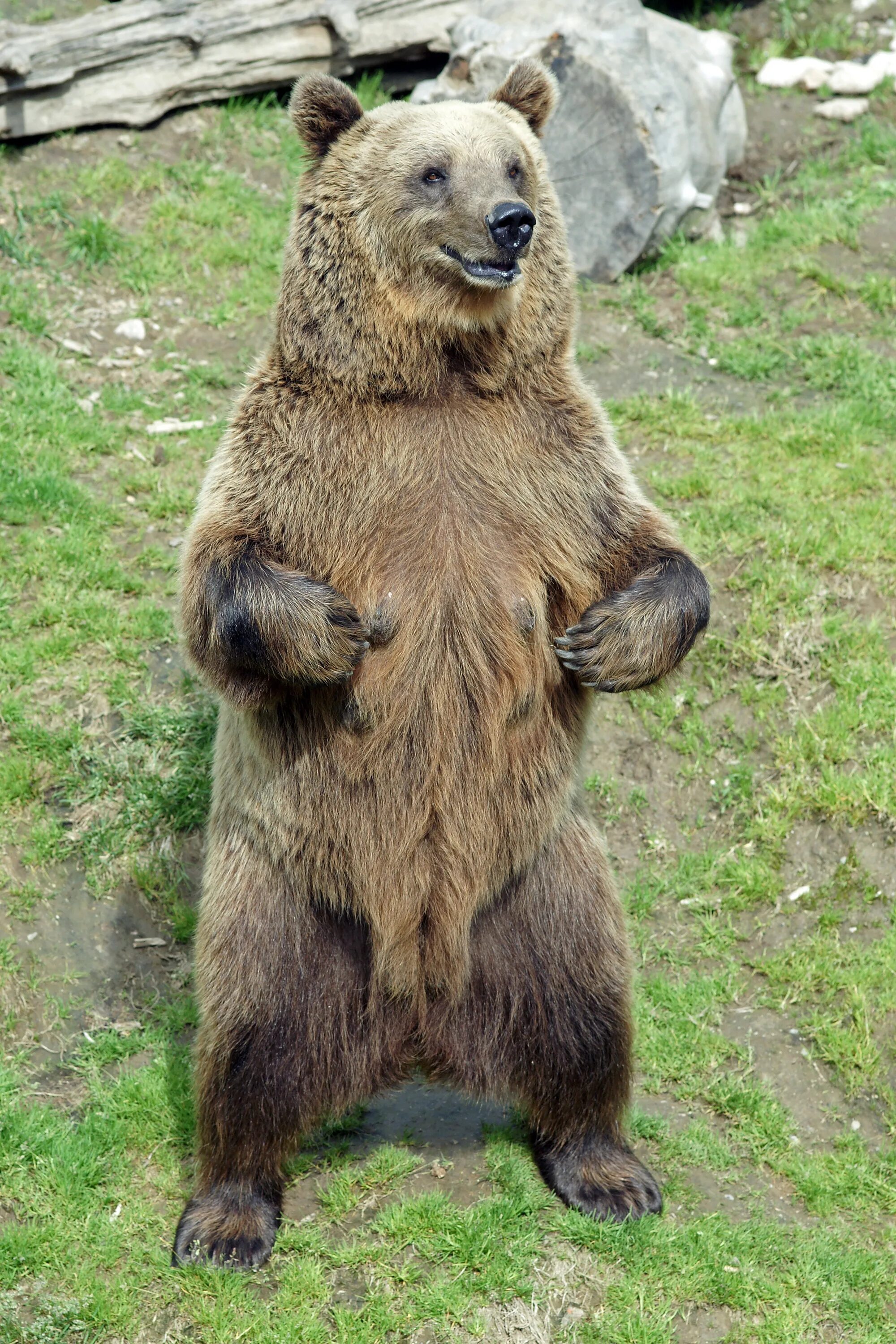 Какую среду освоил медведь. Karhu медведь. Медведь стоит на задних лапах фото.