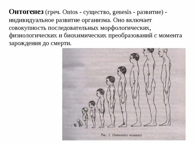 Онтогенез вариант 1. Онтогенез схема 11 класс. развитие человека в онтогенезе. схема онтогенеза человека. этапы онтогенеза животных.