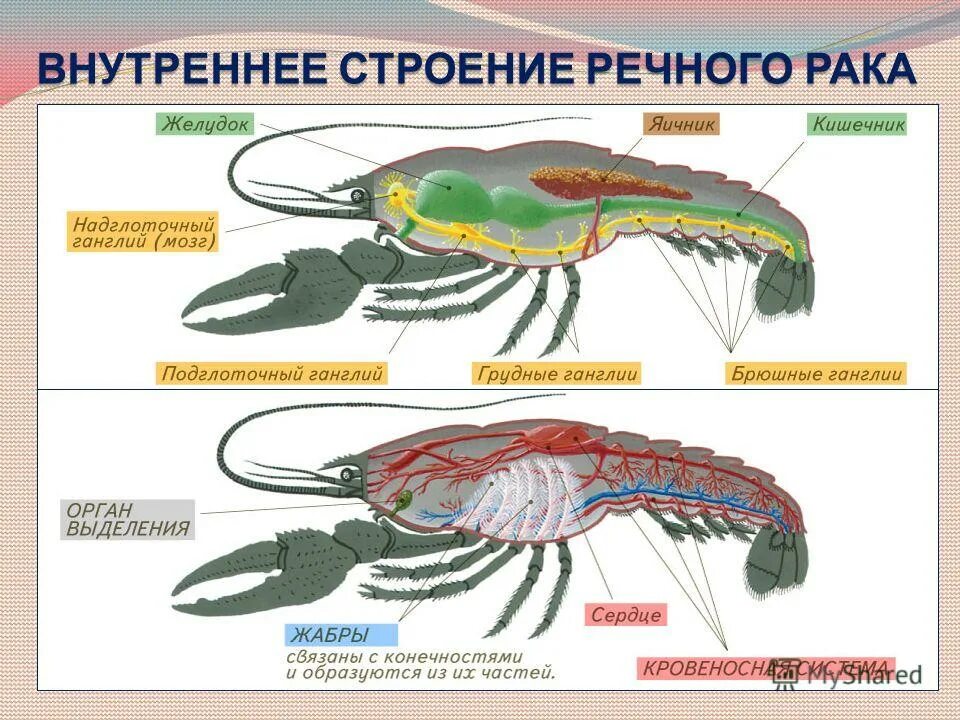 Лабораторная работа внешнее строение речного рака ответы. Лабораторная работа внешнее строение речного рака ответы. Внутреннее строение ракообразных. Лабораторная работа внешнее строение речного рака ответы. Обизнечте внутреннее строение ракиины беззубеи.