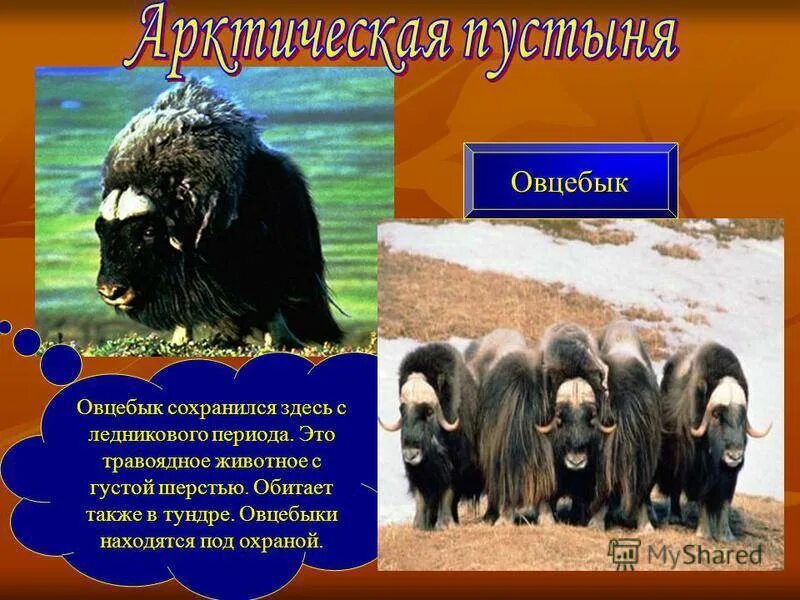 Овцебык природная зона обитания. Овцебык природная зона обитания в России. Овцебык в Северной Америке природная зона. Овцебык презентация.