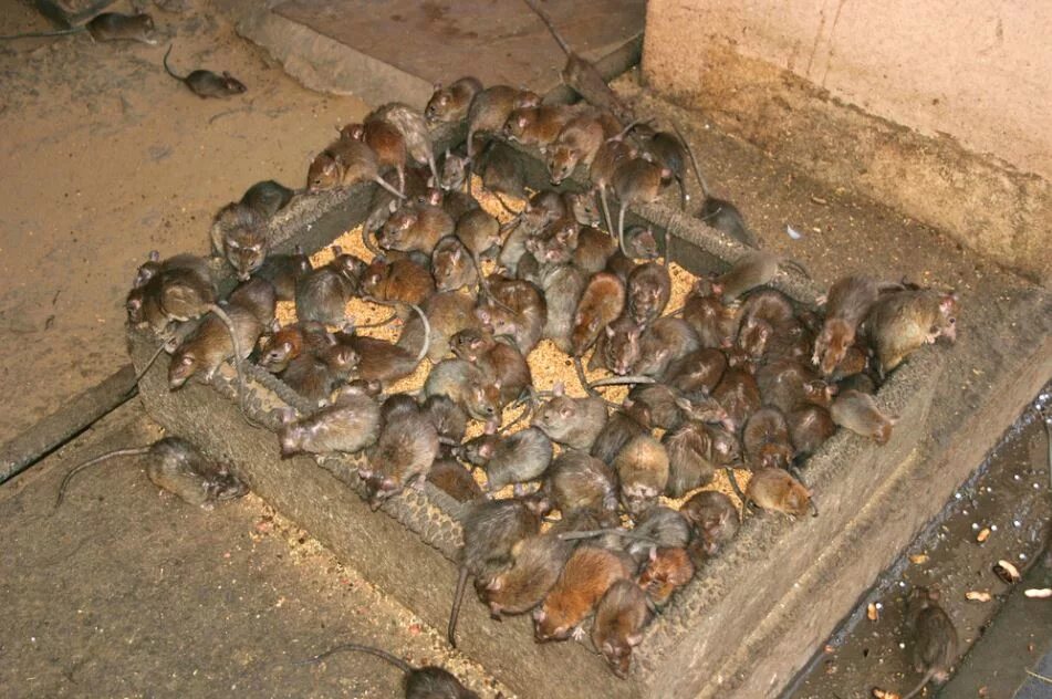 Нашествие мышей в австралии 2021. Много крыс. Почему много мышей в этом году. Крыса. Почему много мышей в этом году.