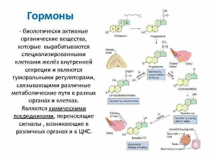 Гормоны ферменты таблица. Биологические активные соединения ферменты витамины гормоны. Ферменты гормоны витамины таблица. Биологически активные вещества: ферменты, витамины и гормоны. Биологически активные вещества гормоны ферменты.