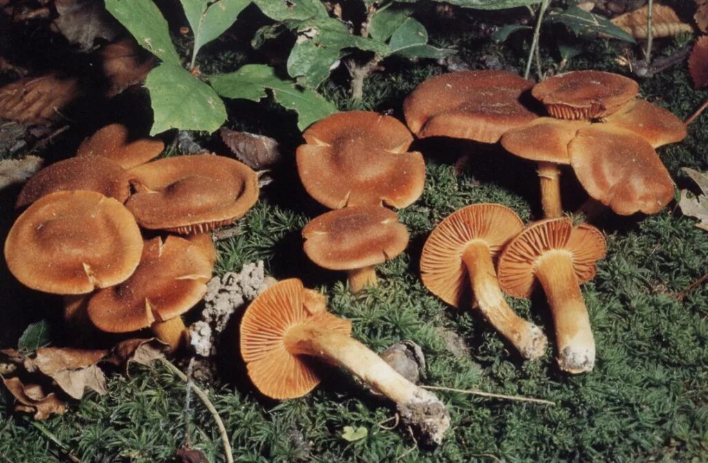 Паутинник болотный гриб. Паутинник горный плюшевый. Паутинник горный плюшевый. Паутинник несъедобный гриб. Cortinarius паутинник.