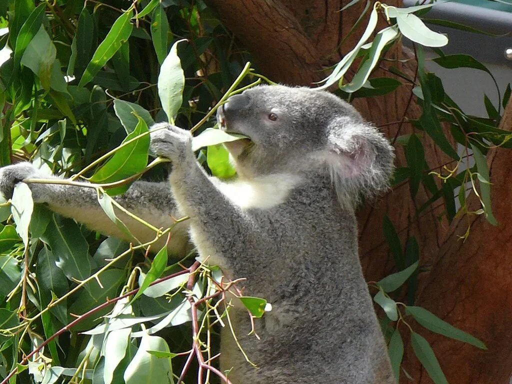 Едят ли коалы