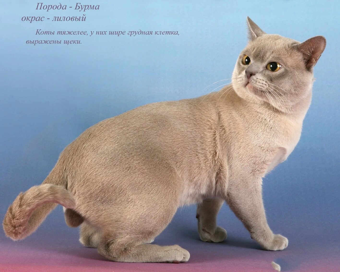 Разные породы кошек. Породы кошек с названиями. Название породистых котов. Неаполитанская порода кошек.