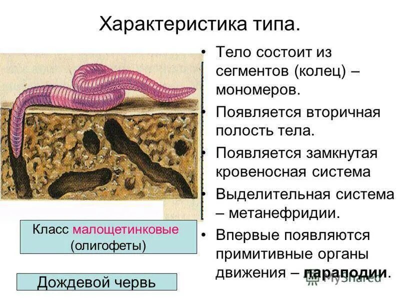 Характеристика дрожжевых червей. Общая хар ка кольчатых червей. Тип кольчатые черви кольчецы таблица. Общая характеристика кольчатых червей. Замечательная особенность этого червя состоит