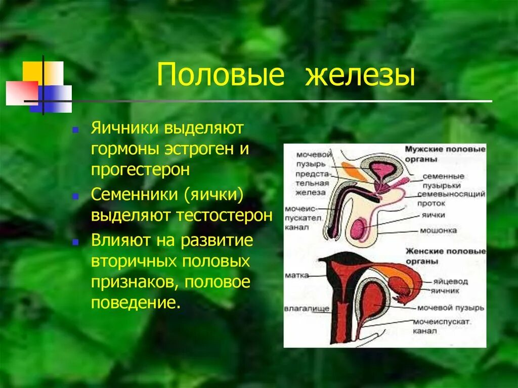 Половые железы. Половые железы это железы. Половые железы и половые гормоны. Половые железы выделяют гормоны.