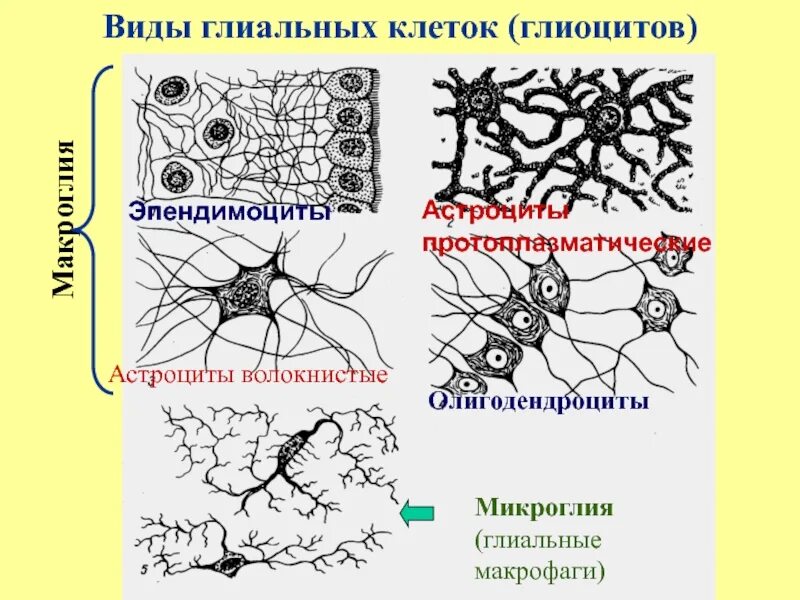 Виды нейроглии. Клетки нейроглии строение. Клетки нейроглии гистология. Микроглия нервной ткани. Астроциты и олигодендроциты.