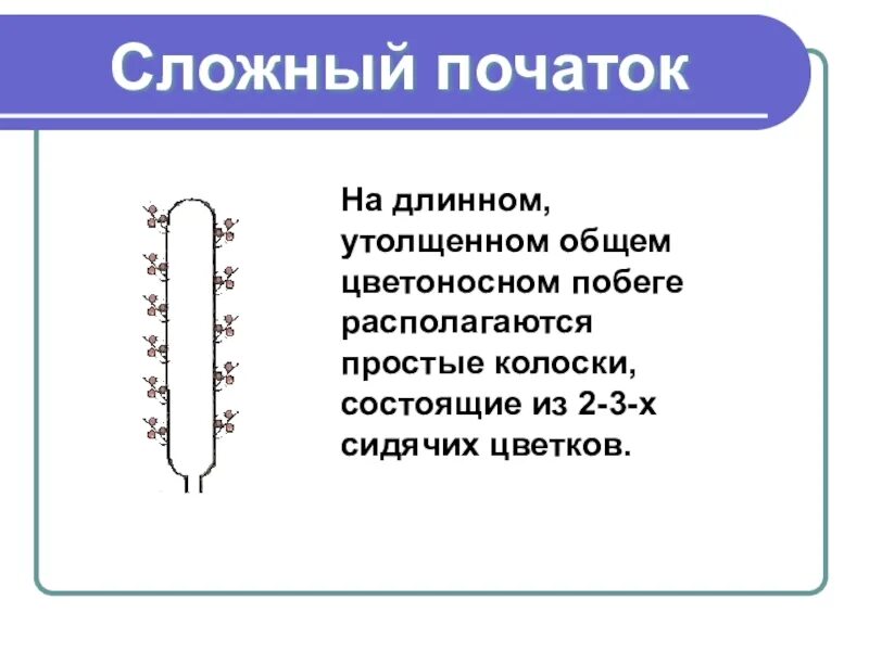 Сложный початок. Початок простой или сложный. Сложный початок примеры. Початок это в биологии кратко.