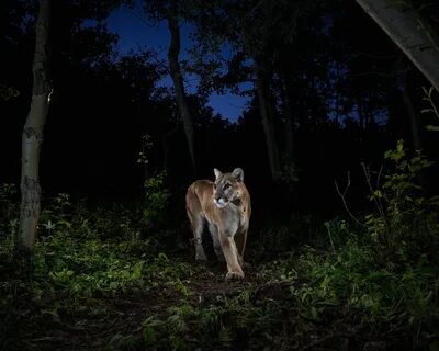 Wildlife studios