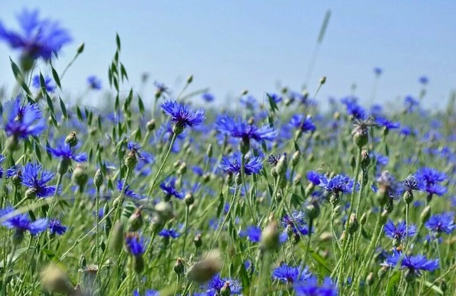 Васильки рядом. «Поле Васильков». Василек полевой. Василек синий (Centaurea cyanus). 6. Centaurea cyanus- Василёк синий.